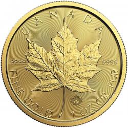 Canadian Gold Maples